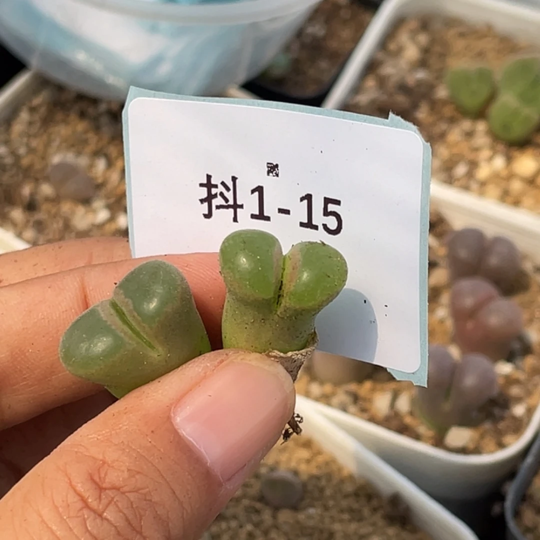 ****猩1-15肉锥多肉植物