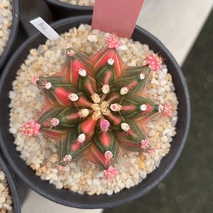 521-0812泰国发货