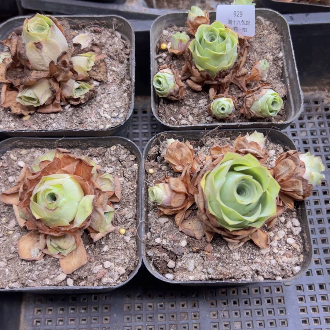 929 侧牙掉了不包损无售后