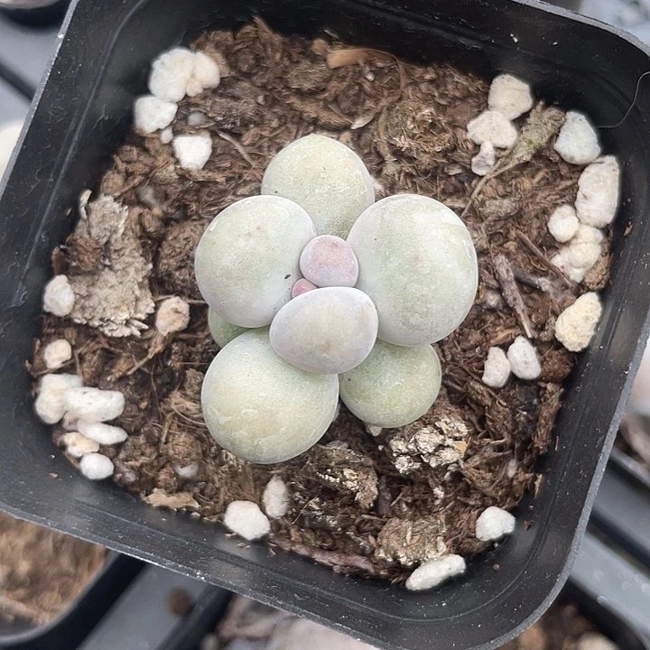 一我一拍满18包邮