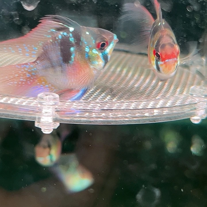 M***e慈鲷鱼荷兰凤球补差价，1对