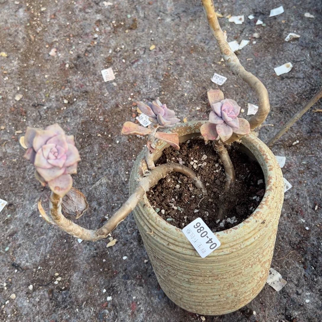 顾*小卡拉米糖心一物一拍4-86