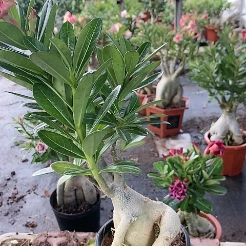 【闪购商品】无花朵小*子
