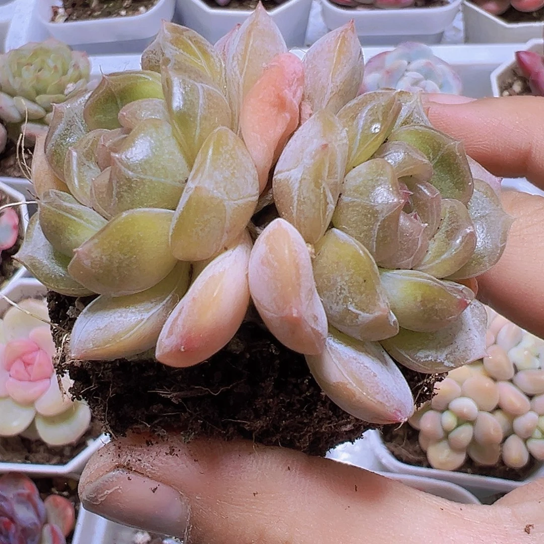 精品双头白恋老桩19包邮