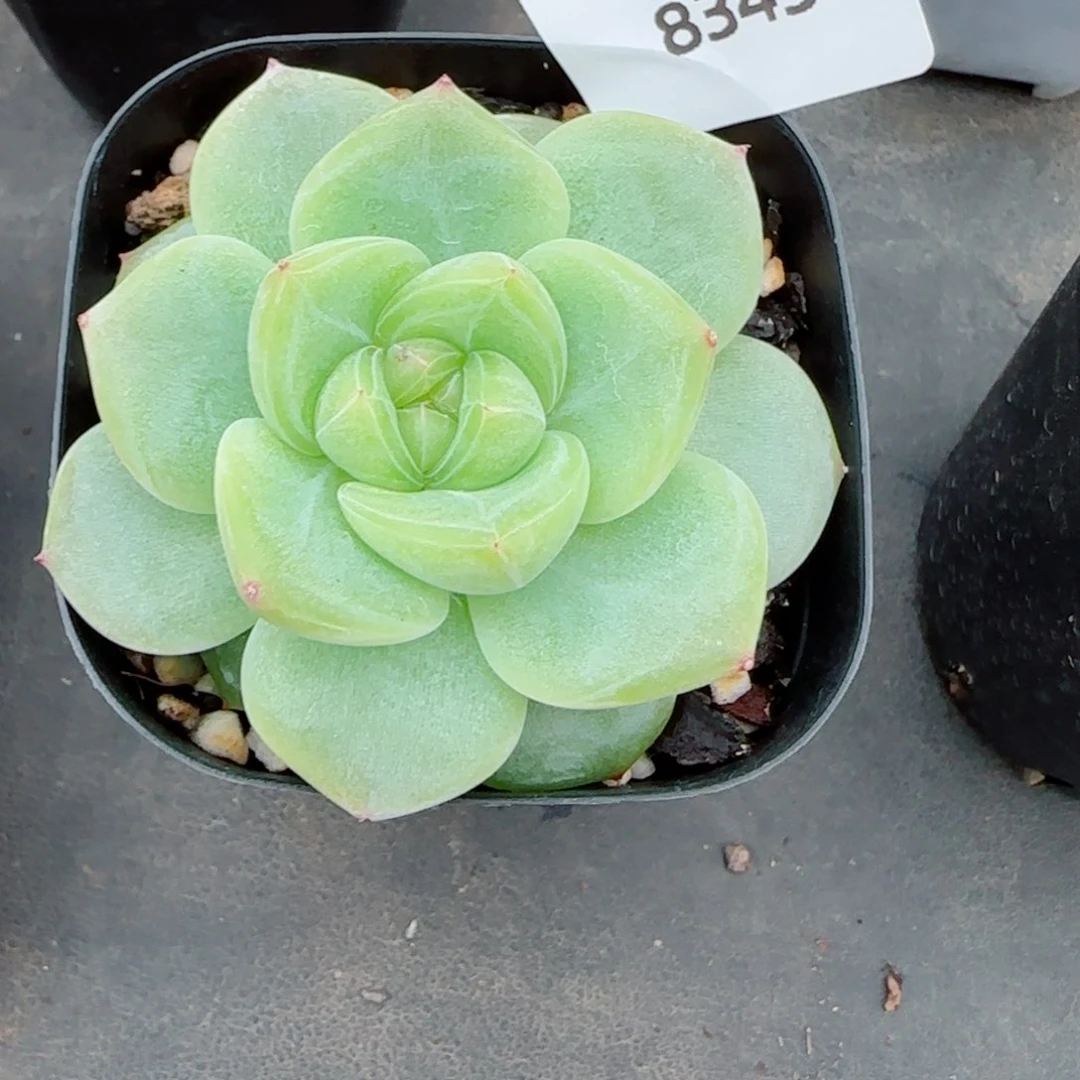 肥*桑绿澜珍妮，8343多肉植物