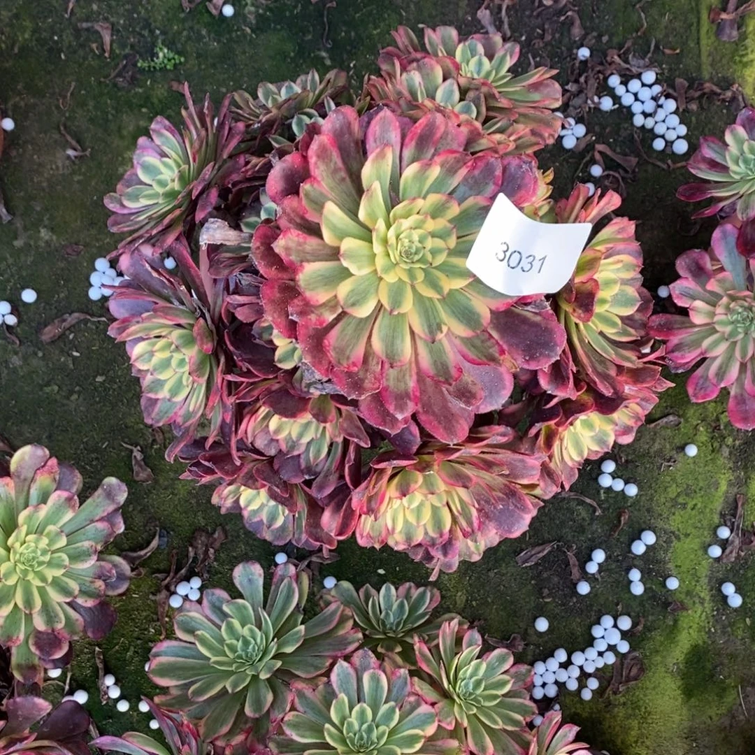 3031号月蝉多肉1颗