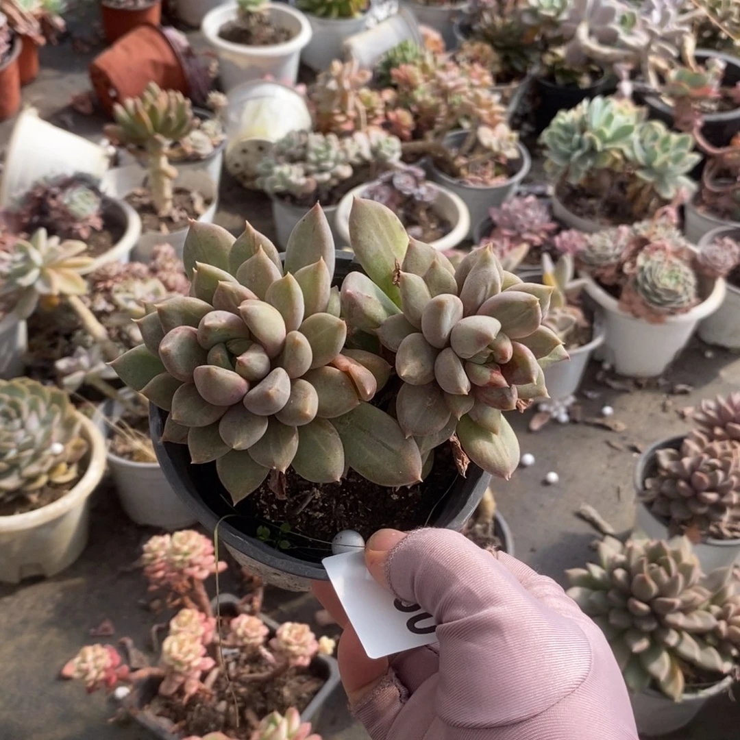 5560象牙拉丝锦一物一拍