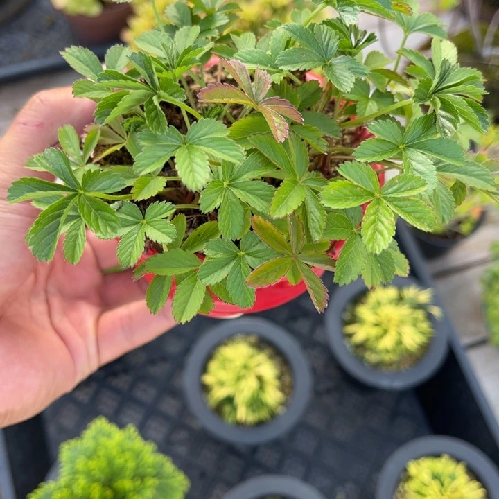 D***e无花朵盆栽盆栽植物