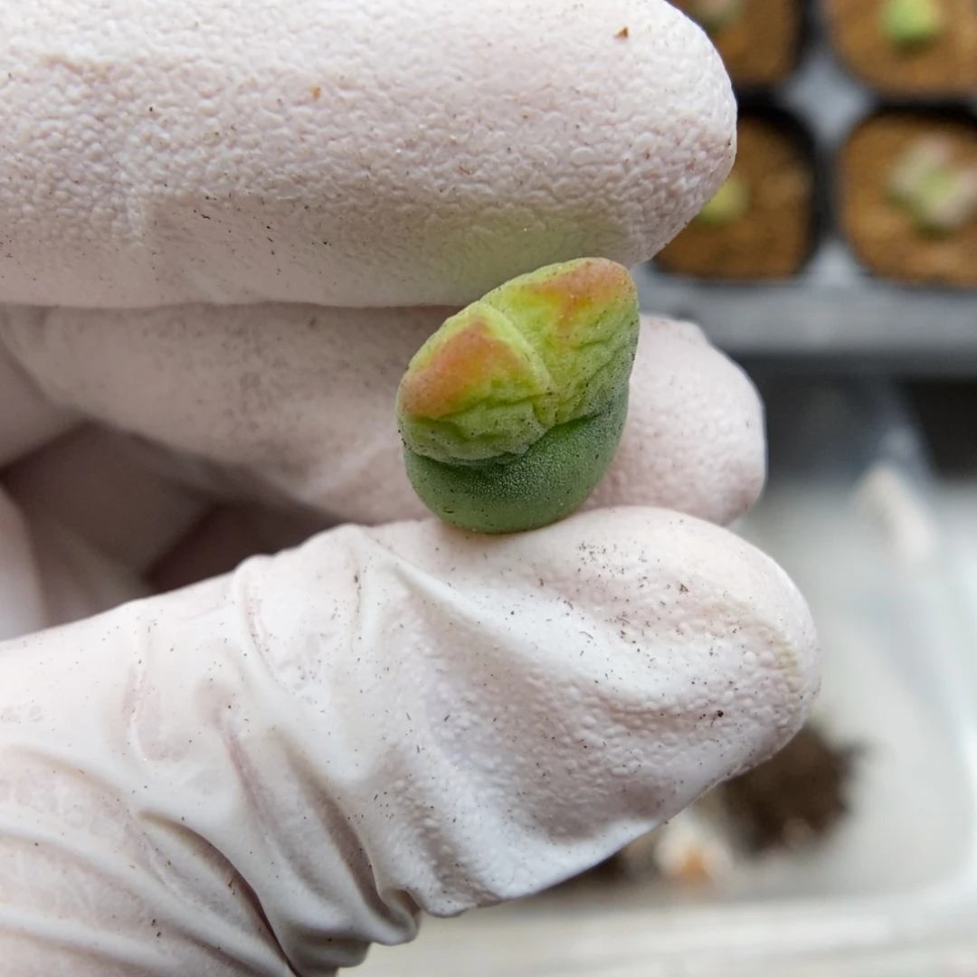 多肉植物肉锥杂交K-784
