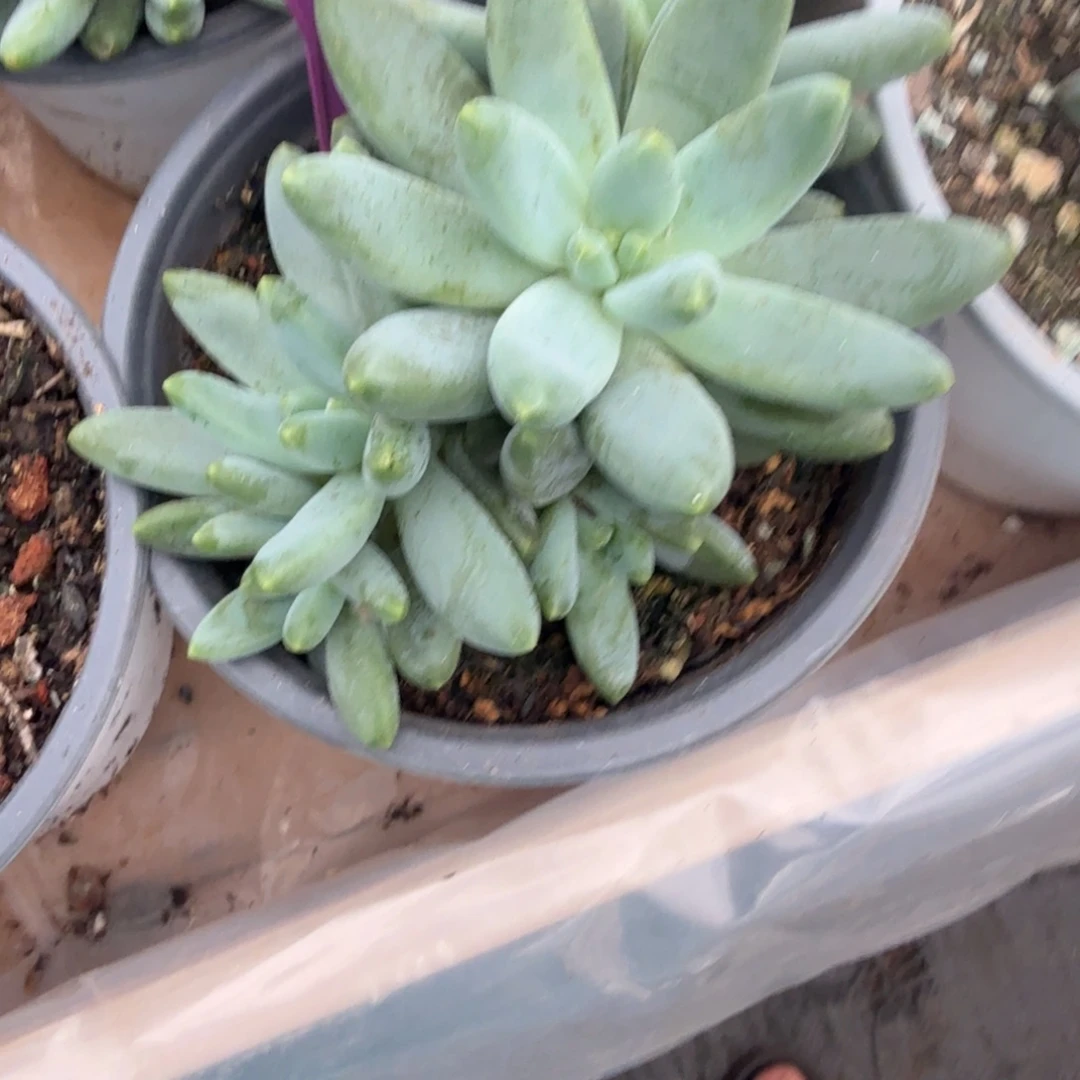 啊蒂斯托多肉植物778
