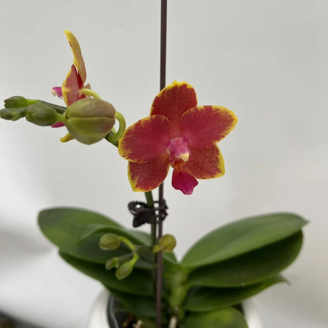 【樱桃番茄】梦语花卉蝴蝶兰家用观赏美观大方带香味