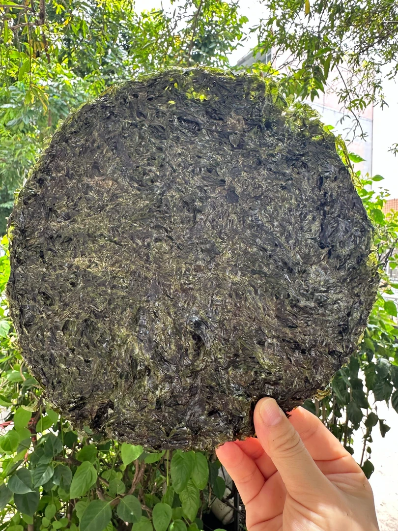 南澳紫菜特产紫菜野生头水紫菜南澳即食海苔无沙免洗新鲜脆绿细嫩