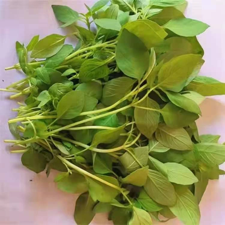 河南特产大叶荆芥菜不带根荆芥头荆菜农家自种现摘现发凉拌菜包邮