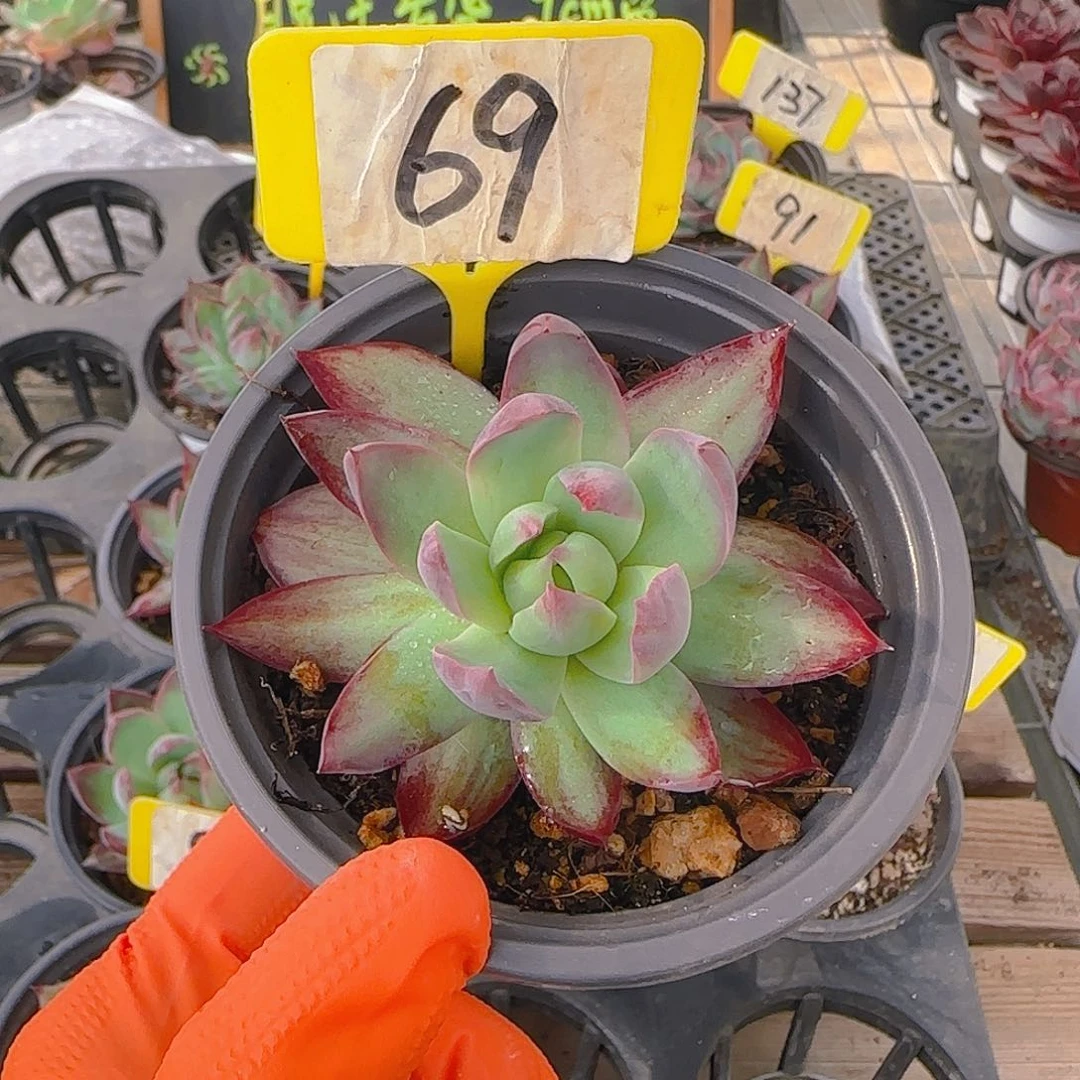 多****?69 惊鸿单头多肉