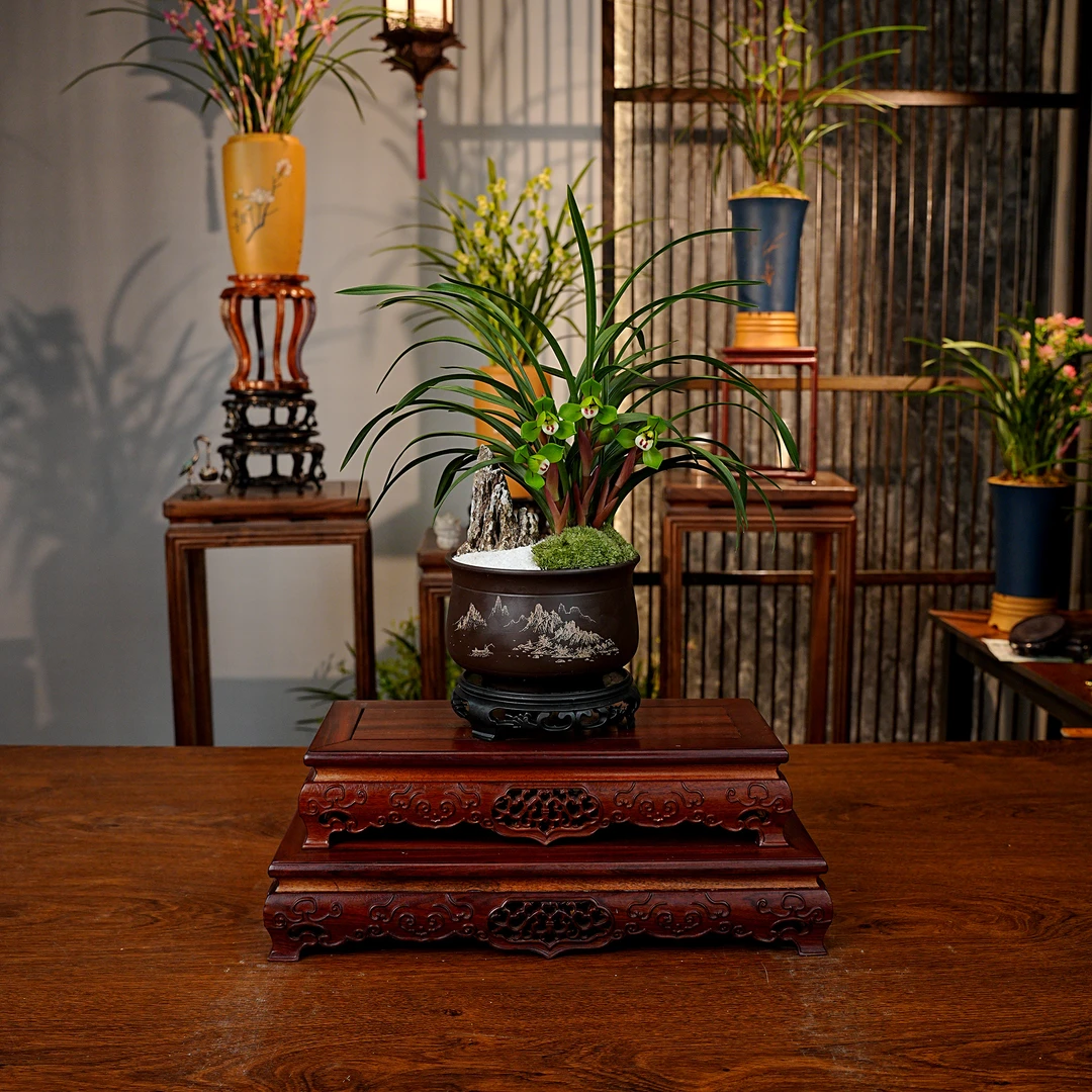 春兰铭品【大富贵】 浓香型兰花 紫砂盆 室内好养盆栽