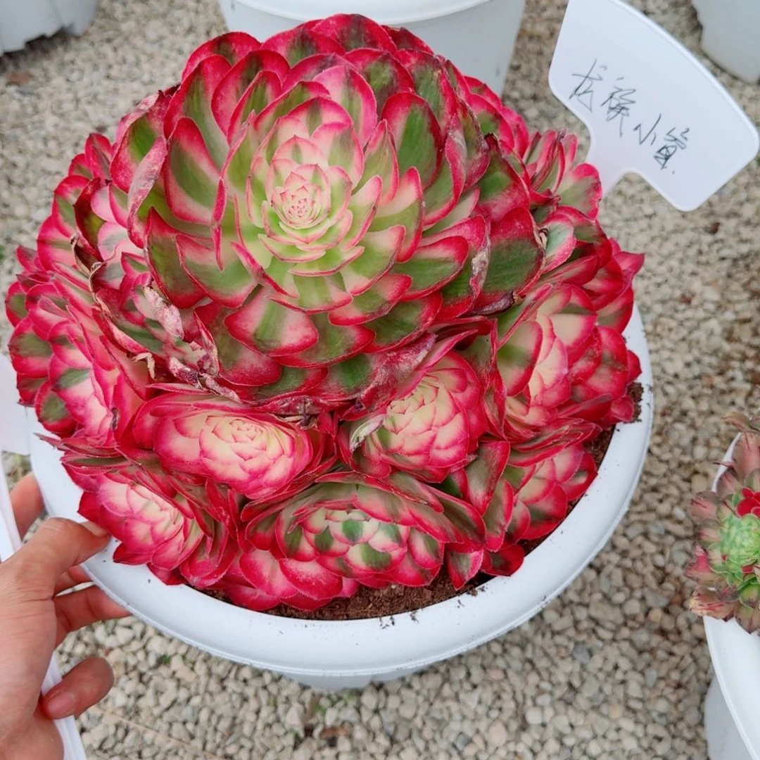 龙**睿多肉植物发货发货