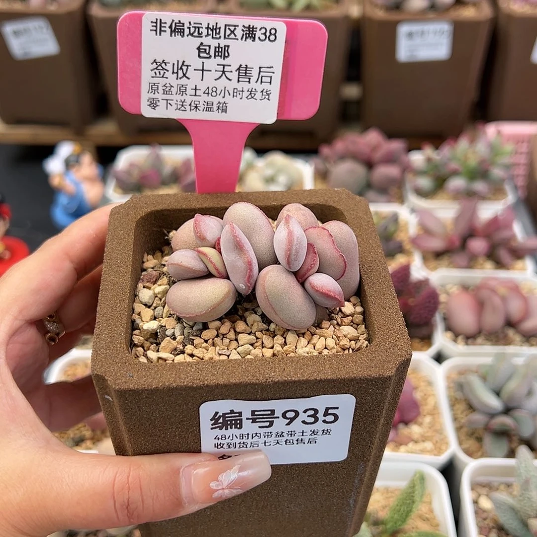 935白肌红蛋多肉植物