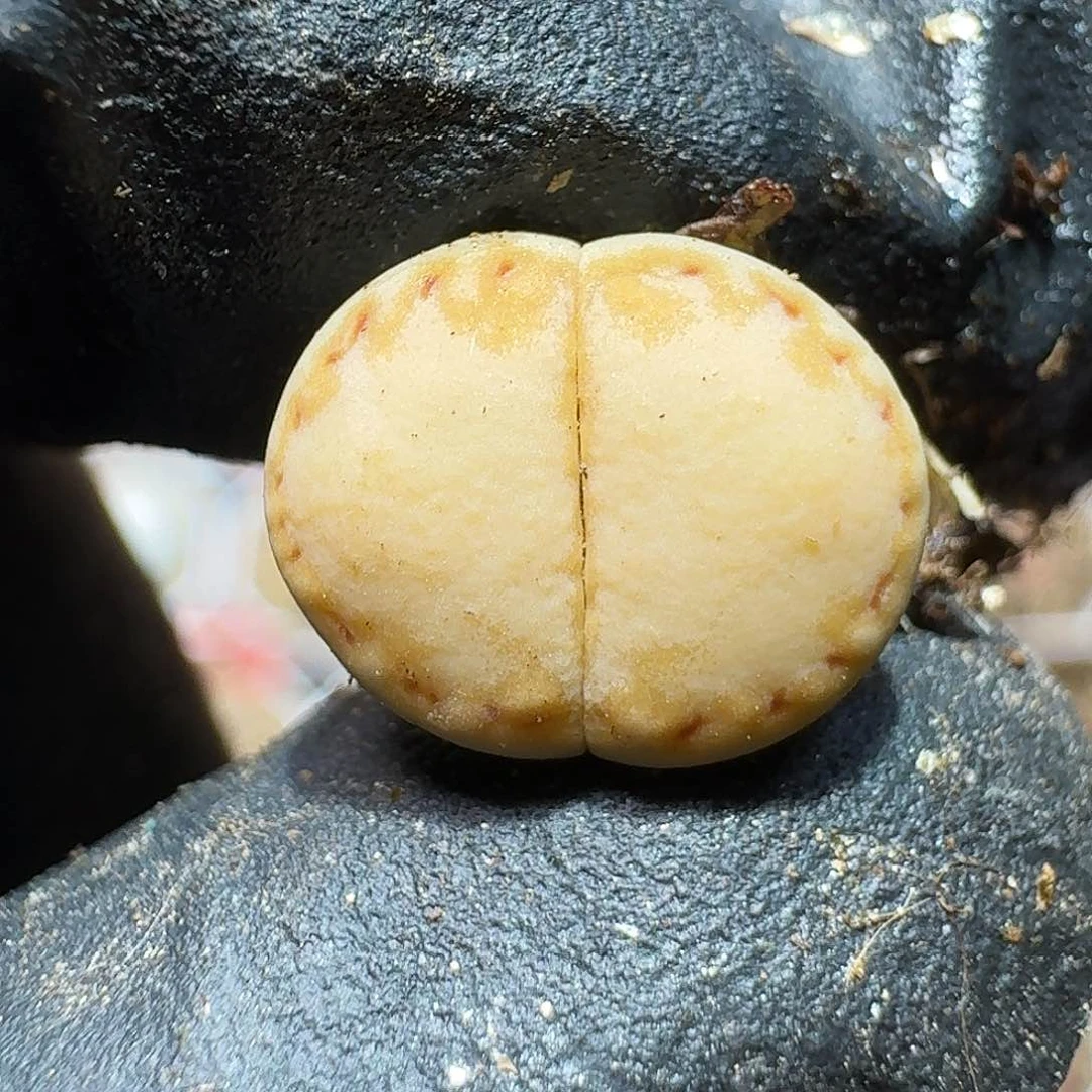 生石花等11111111。  126