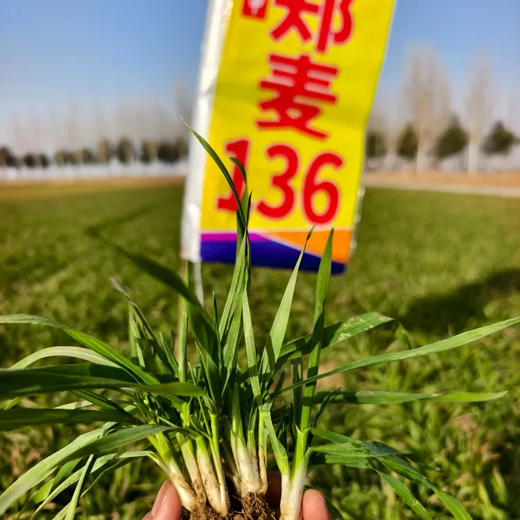 帝益麦种业郑麦136国审优质高产小麦抗旱超一代种耐寒白粉锈病