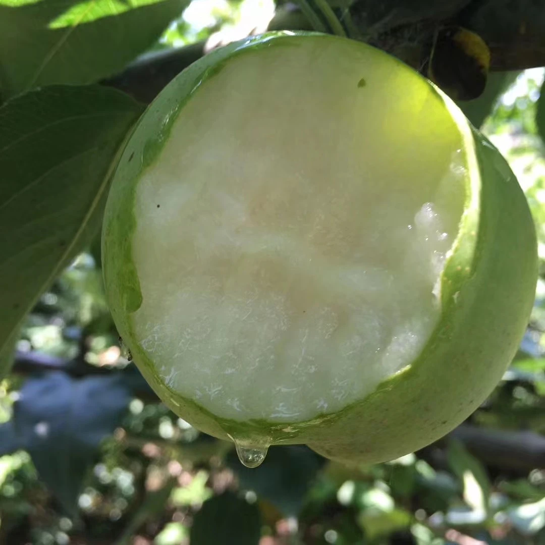 【顺丰包邮】湖北当季头茬青皮翠冠梨新鲜脆甜皮薄多汁孕妇水果现摘