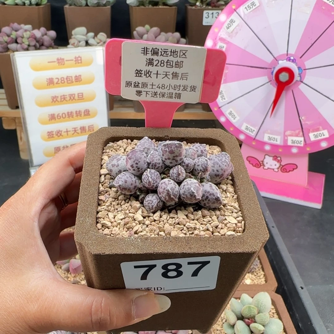 787达摩海豹多肉植物