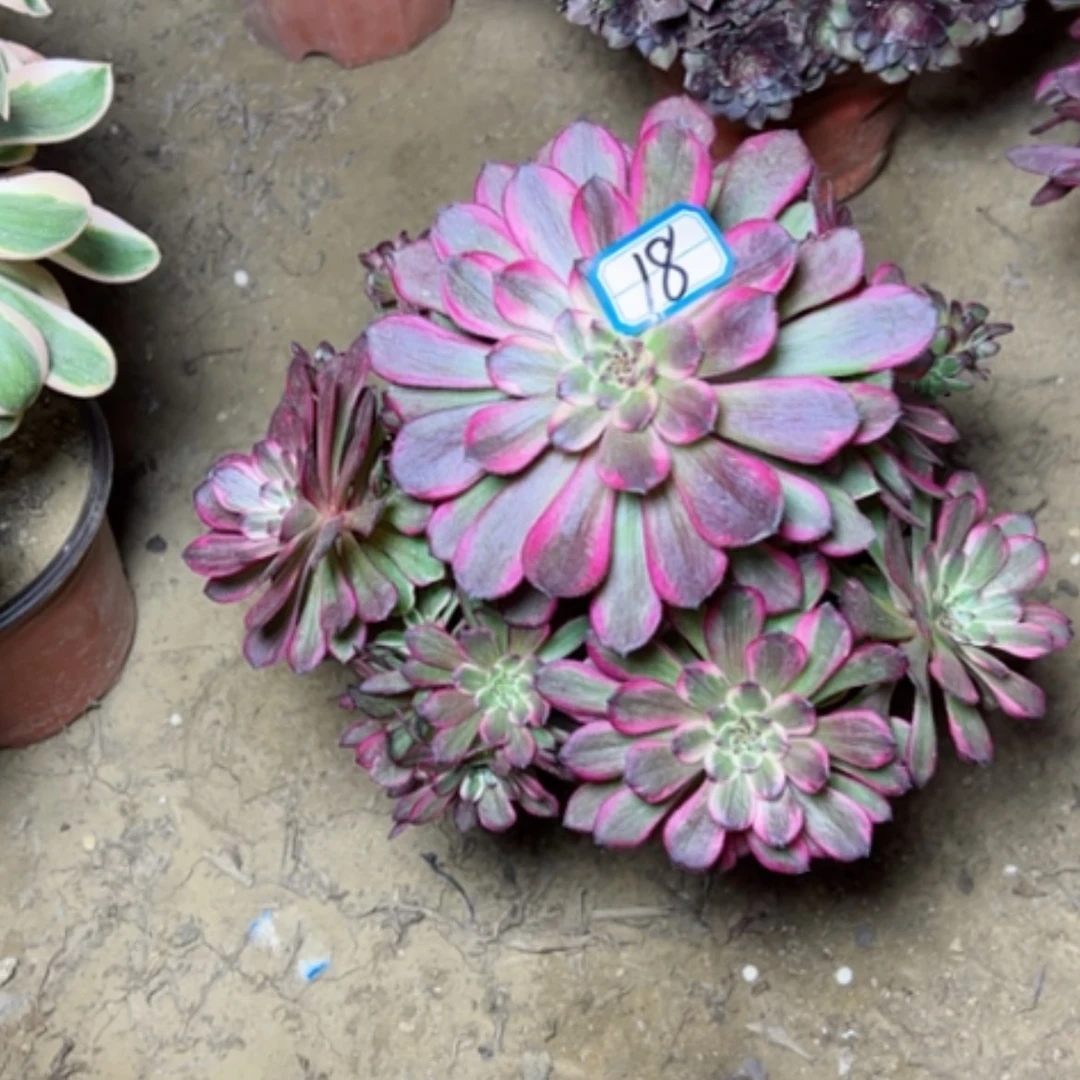 【闪购商品】暴**汪多肉植物黑金刚砍过18