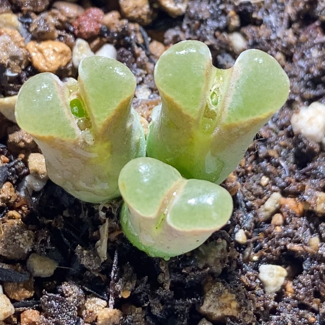 天鹅绒天鹅绒天鹅绒