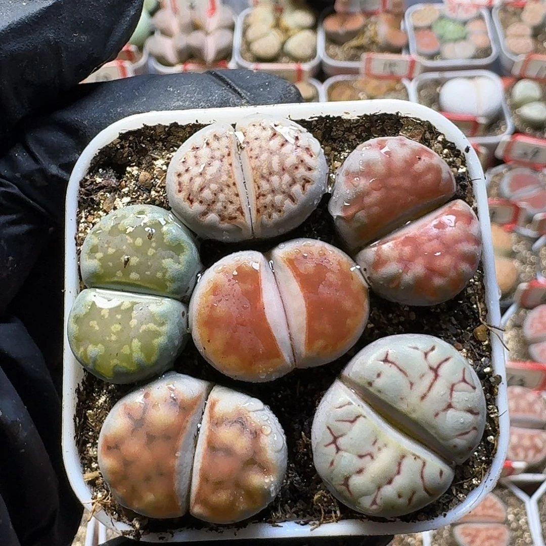 生石花23:：：。  30