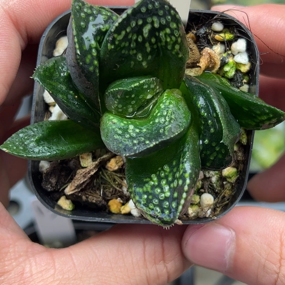 21紫禁城寿。。。。。。