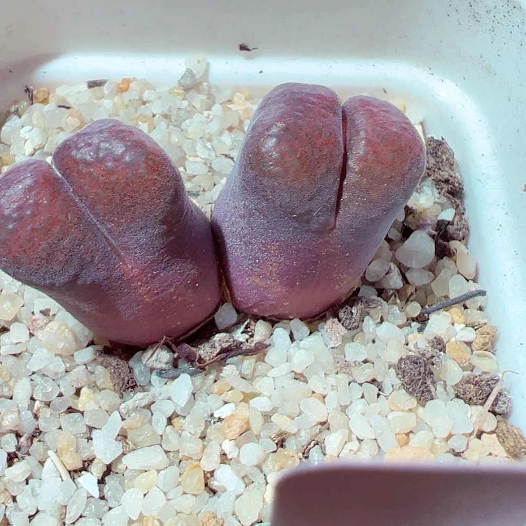 720-208多肉多肉紫黑色