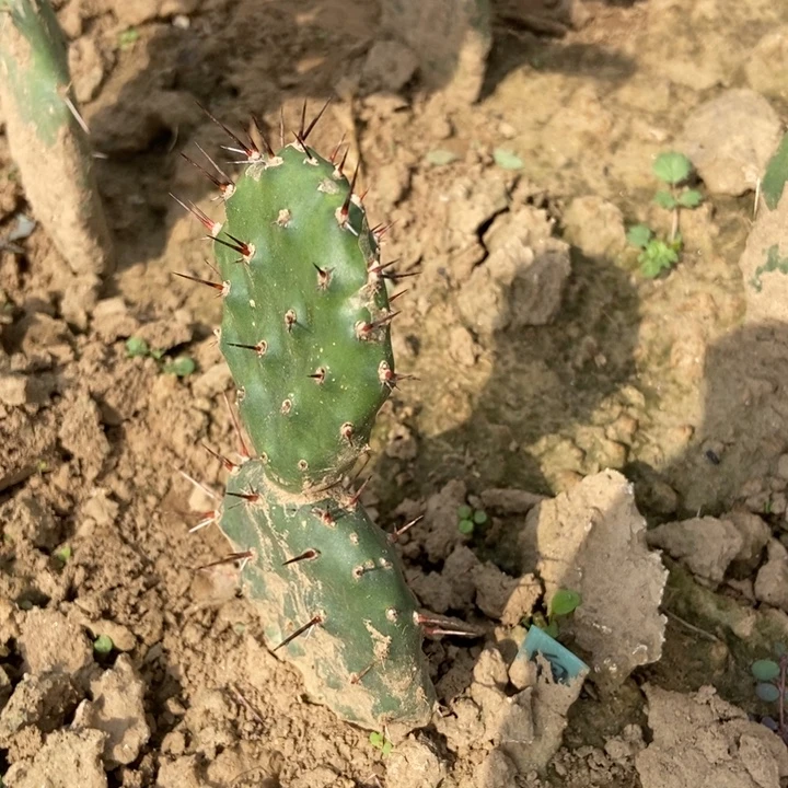 硫磺黑刺柳丁一棵两层掌片