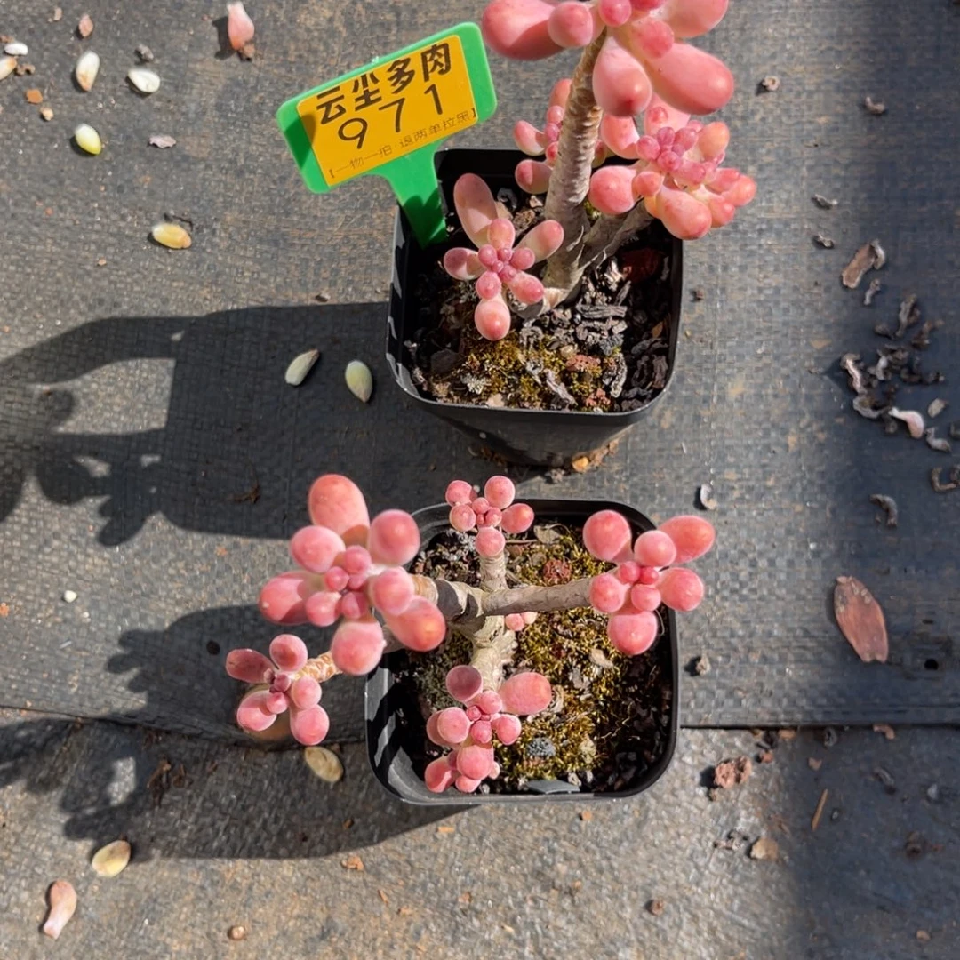 云尘多肉一物一拍971