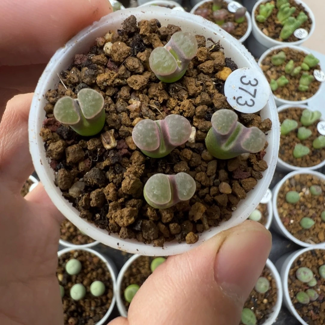 班克雪花磁铁一颗脱土3730000