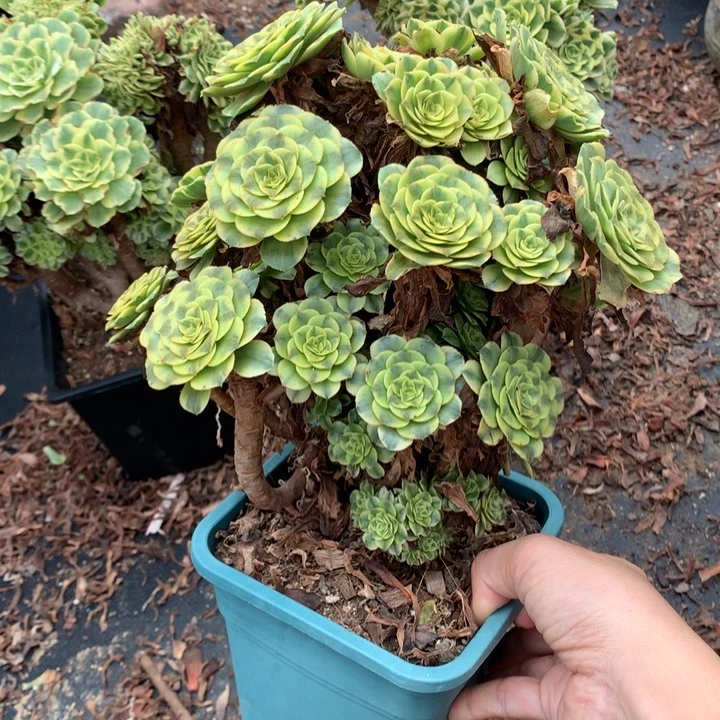 碧玉朵朵脱土发货啊