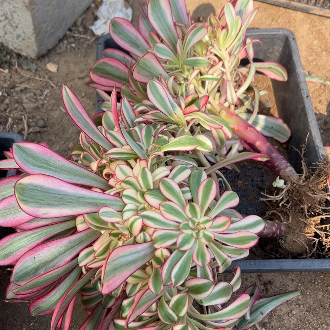 67香奈儿大号15.8