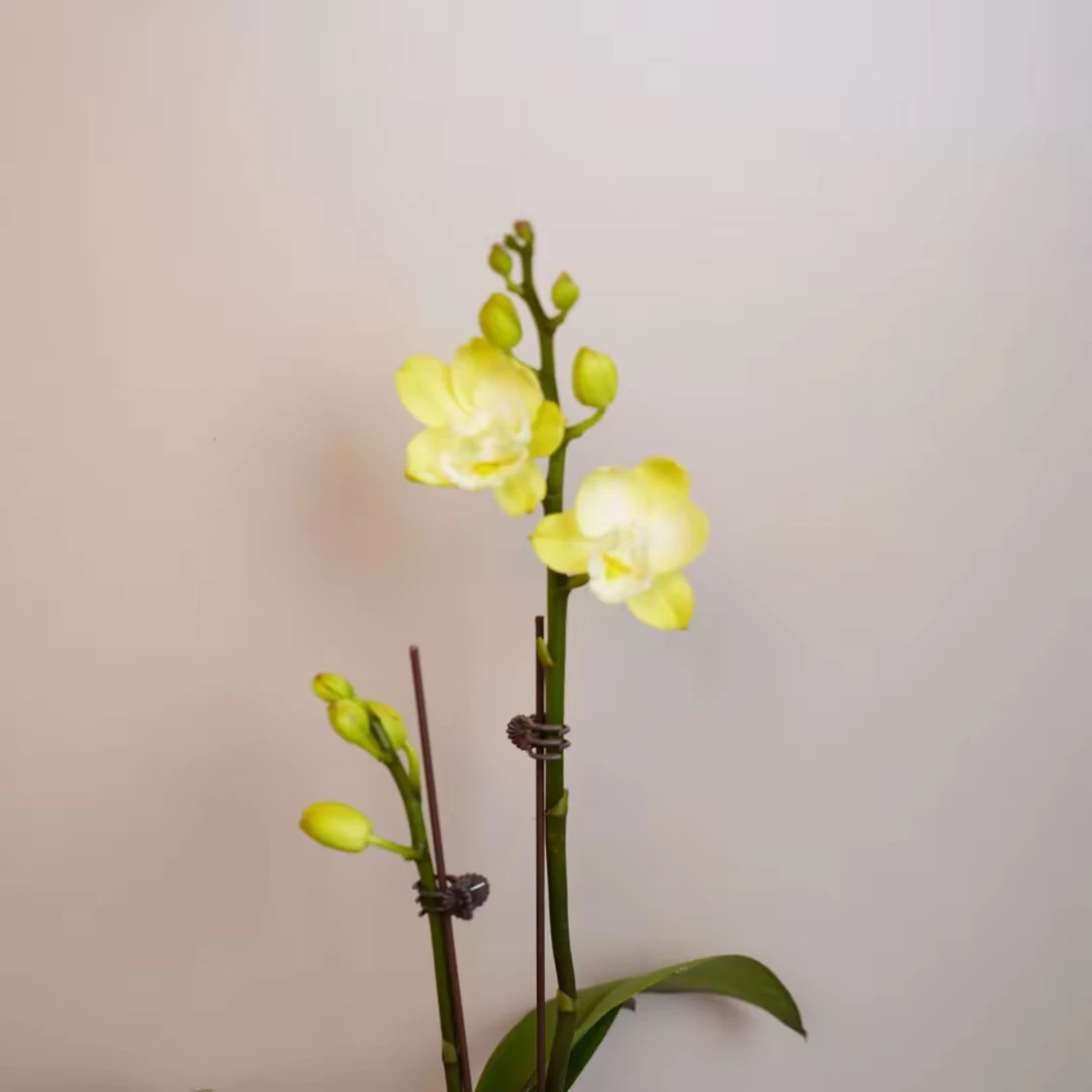 明兰花卉蝴蝶兰 【玉兔】2.8寸杯  带花带花苞开花株发货