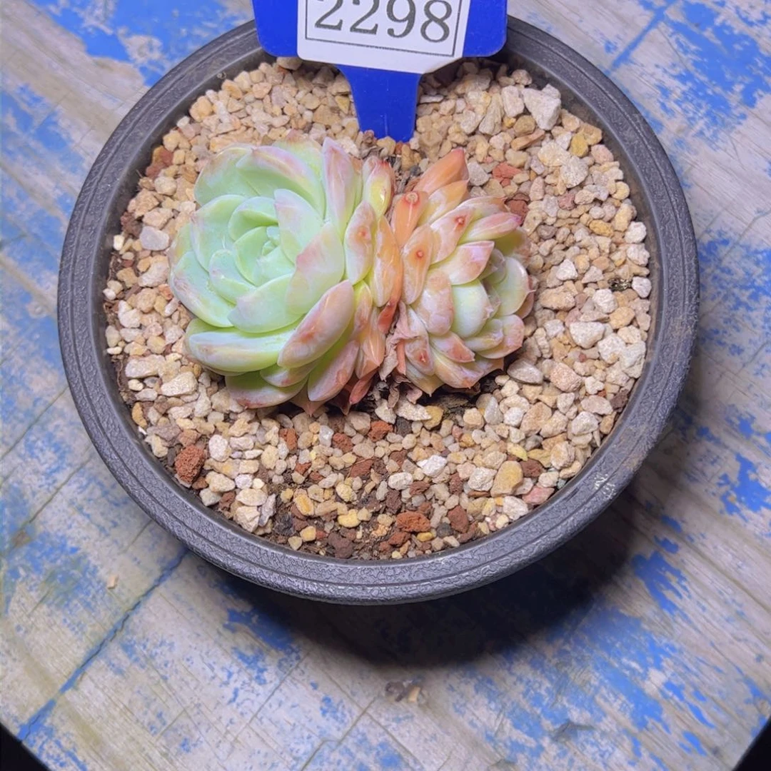 M**鱼杂交2298多肉植物