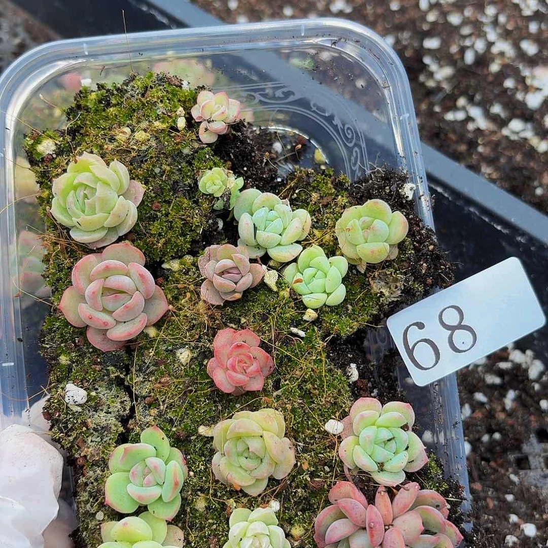 多肉植物多肉植物68