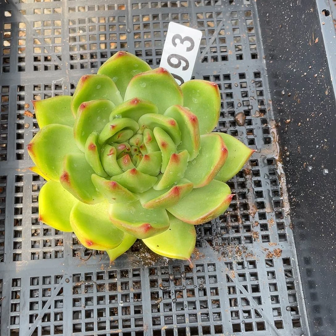 长**儿若如东云单拍093