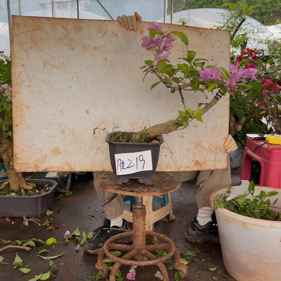 大部分花苞少量开放金夫人 219 脱盆