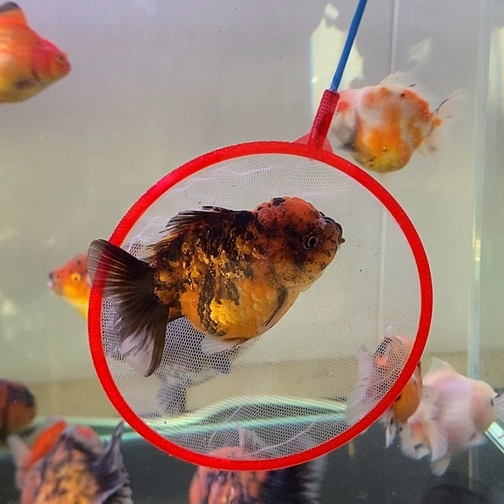 海水鱼精品泰狮系列