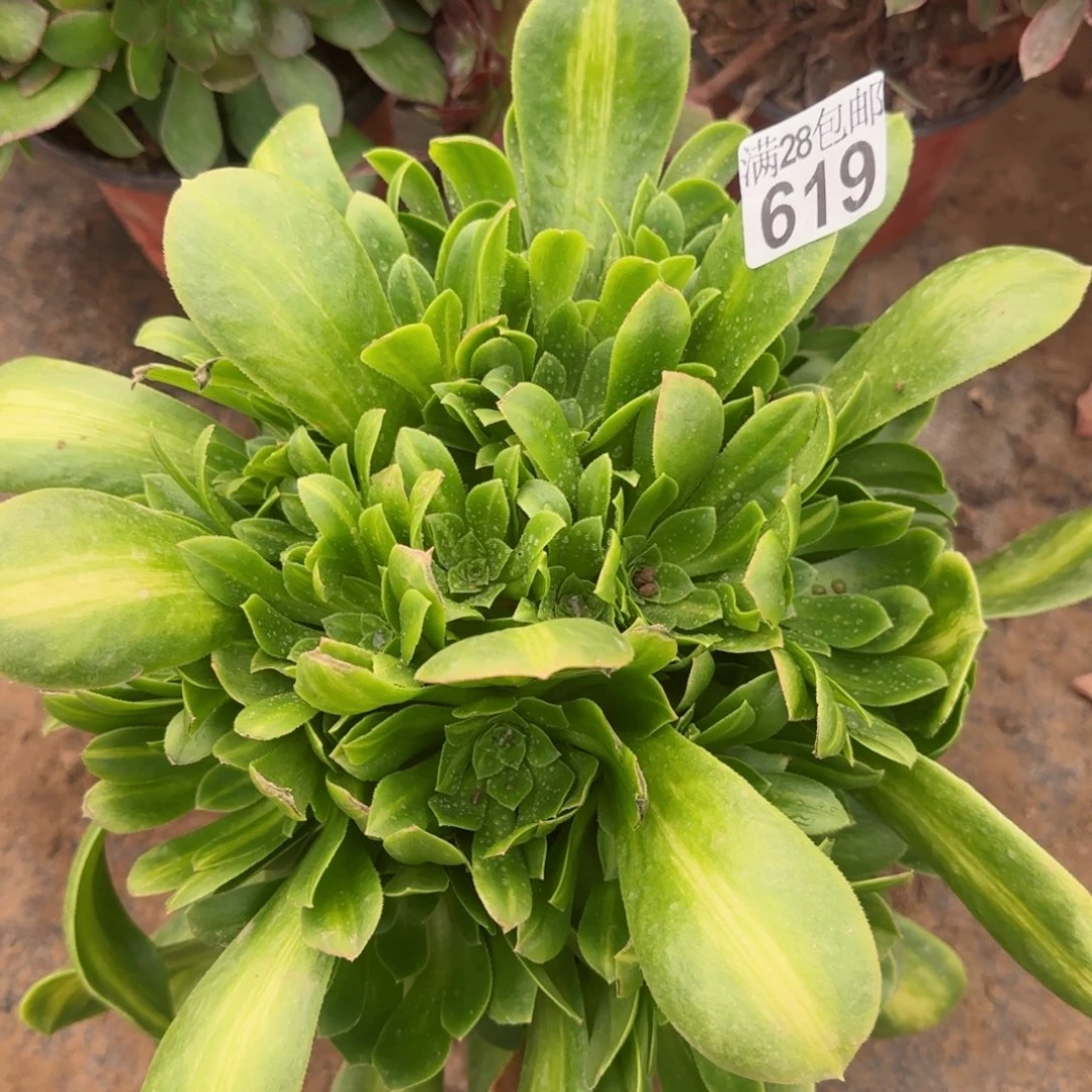 绣球翡翠琉璃多肉619满28包邮断枝不包