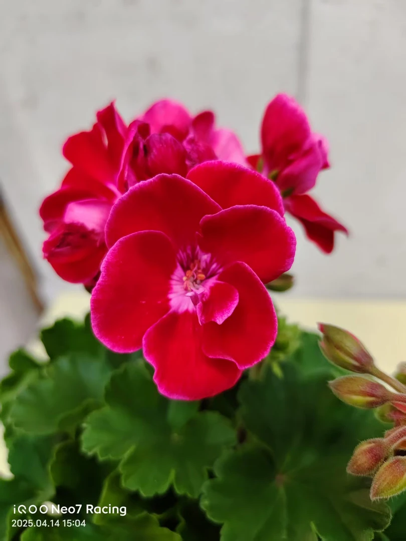 红宝石天竺葵直立型大盆带花苞发货