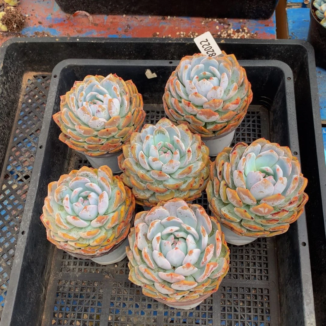 82022六个嗯嗯嗯嗯嗯嗯好喜欢