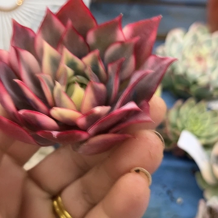 490红宝莲灯锦炸多肉植物