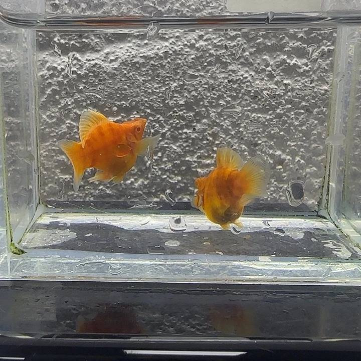 孔雀鱼糖果可可。6号