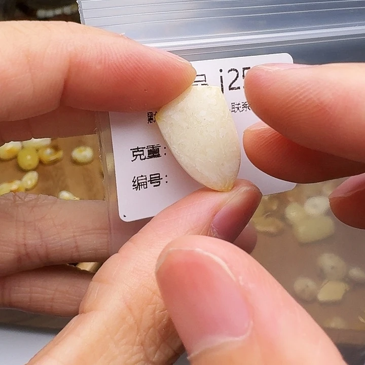 琥珀未镶嵌裸石琥珀