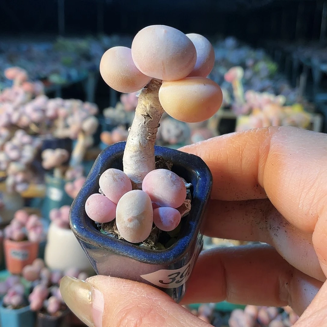 福*妮多肉植物的生长发育与生长发育第三