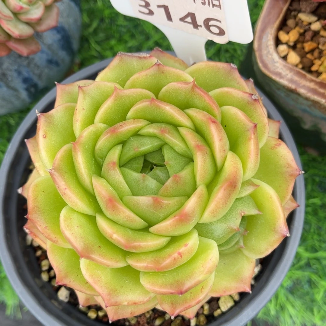 允***诺多肉植物3146 一定要拍冷链哦