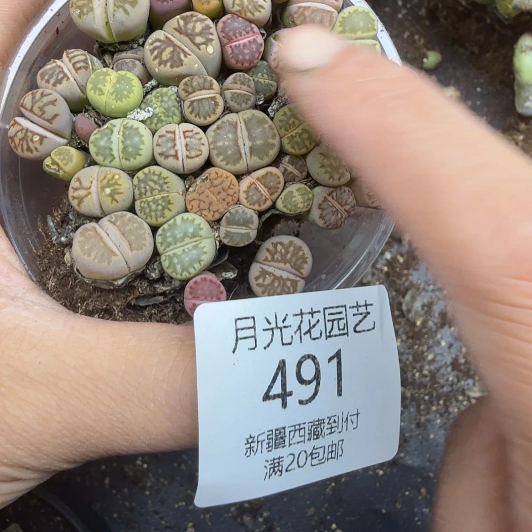 不是很冷么是吧这491这个